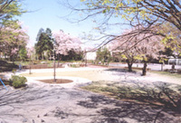 写真：春の諏訪の森公園