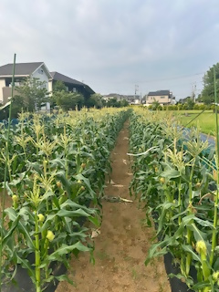 トウモロコシ