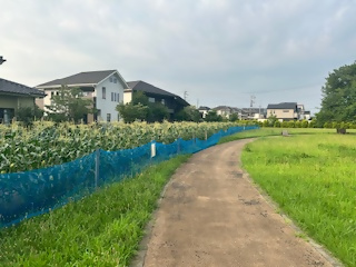 全体
