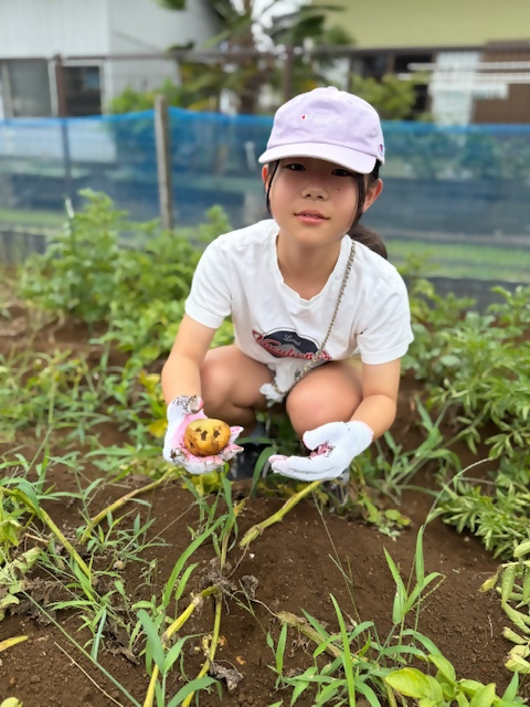 女児　じゃがいも収穫の様子