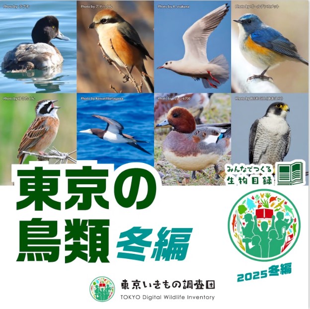 東京の鳥類　冬編