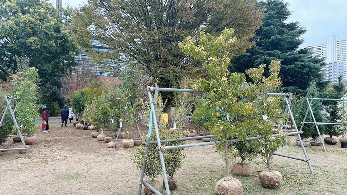 写真:植木の部の出品物