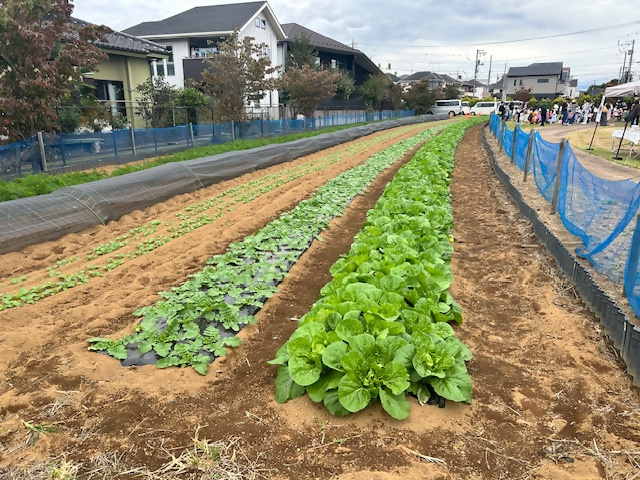 ミニ白菜の生育状況