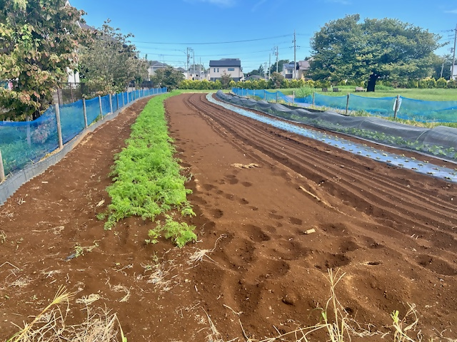 にんじん