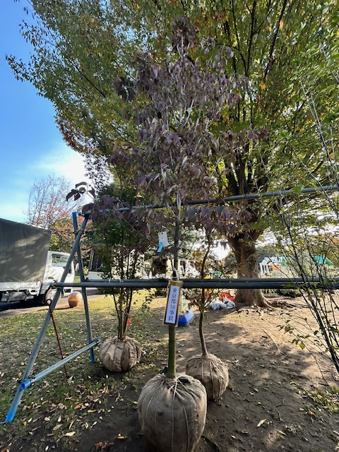 植木　東京都知事賞