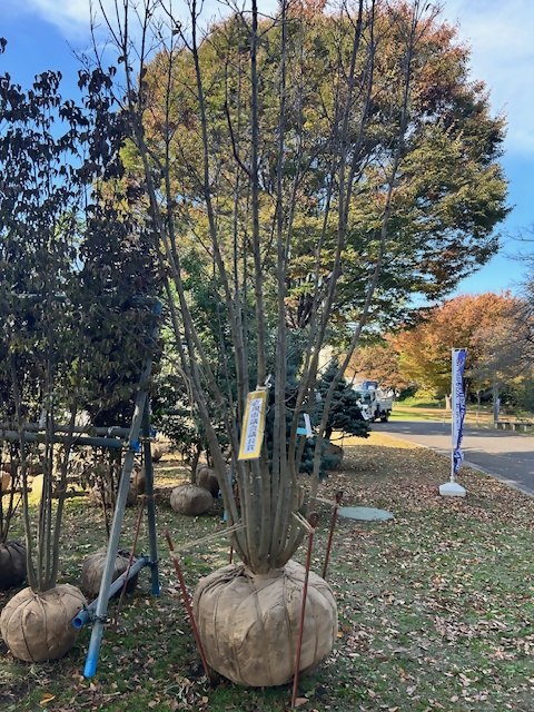植木　立川市議会議長賞
