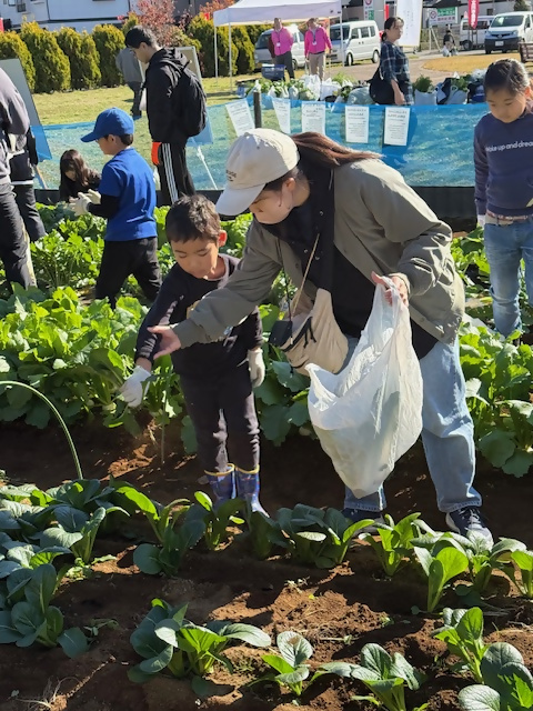 親子でコマツナを収穫している