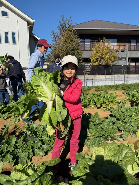 ミニ白菜の収穫