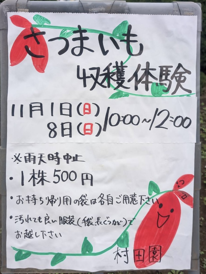 サツマイモ収穫体験