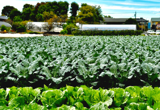 写真：第7回農フォトコン特別賞「西砂の恵み」