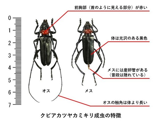 写真：クビアカツヤカミキリの成虫の特徴