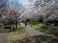 根川緑道と桜