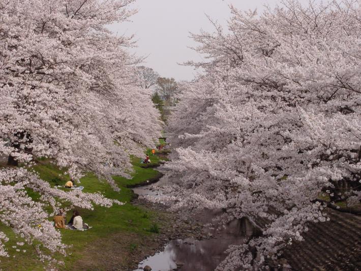 根川緑道、満開の桜