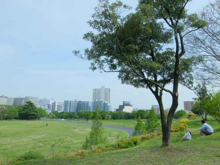 国営昭和記念公園浮遊の庭から眺める景色の写真
