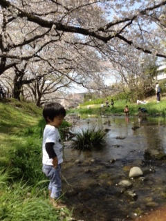 桜の下の川で遊ぶ男の子の写真