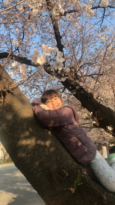 桜の木に寄り掛かる女の子の写真