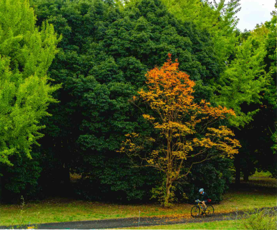 紅葉のサイクリングロードを走る自転車の写真