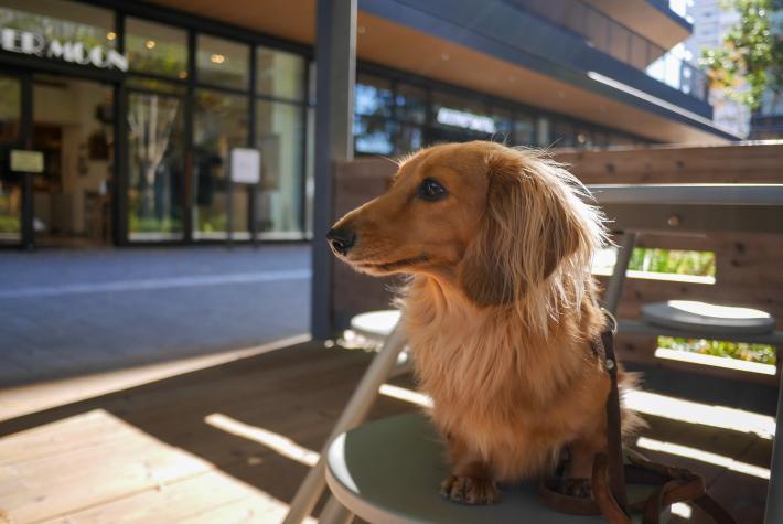 グリーンスプリングスでのベンチでやすむ犬の写真