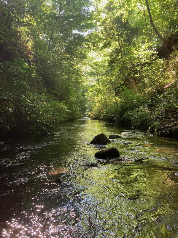 緑の木々の中を流れる玉川上水の写真