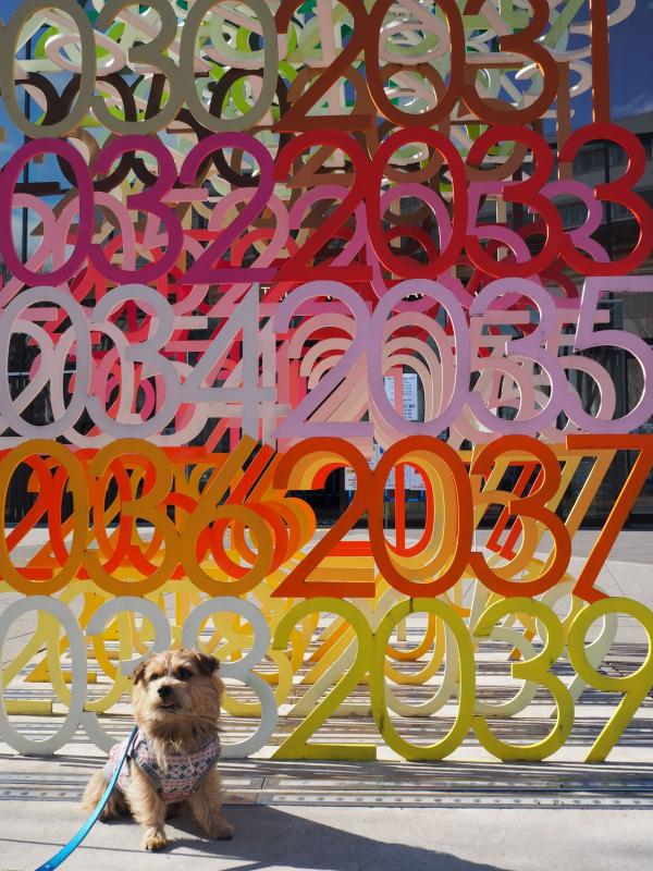 カラフルな数字のアートの前に座る犬の写真