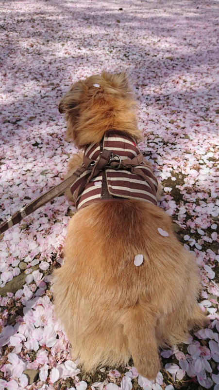 桜の花びらがいっぱいの地面に座る犬の写真