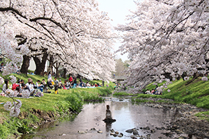根川緑道の桜